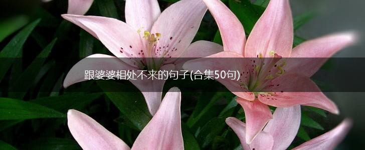 跟婆婆相处不来的句子(合集50句),第1张