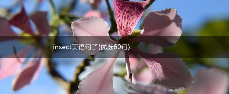 insect英语句子(优选60句),第1张