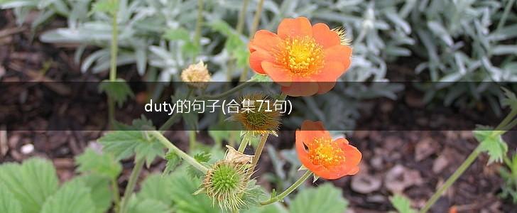 duty的句子(合集71句),第1张