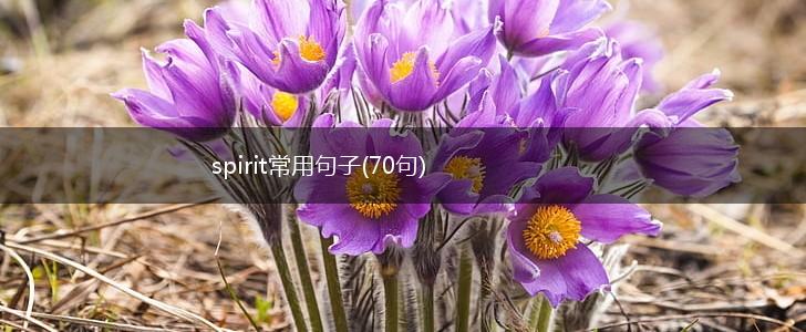 spirit常用句子(70句),第1张