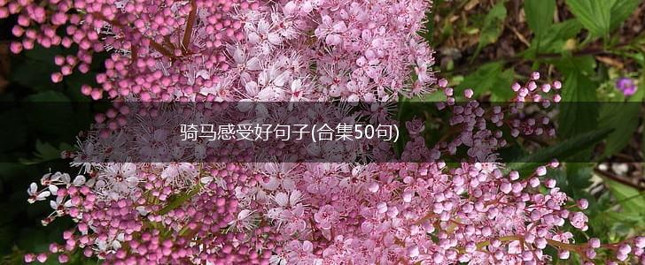 骑马感受好句子(合集50句),第1张