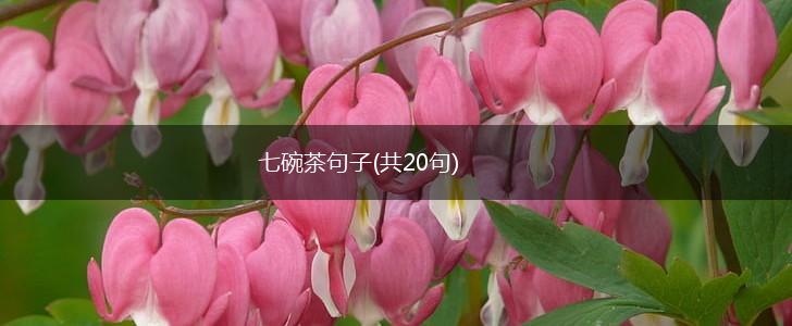 七碗茶句子(共20句),第1张