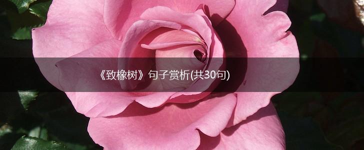 《致橡树》句子赏析(共30句),第1张