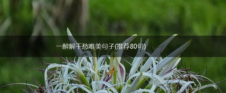 一醉解千愁唯美句子(推荐80句),第1张