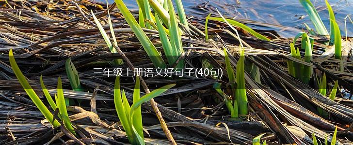 三年级上册语文好句子(40句),第1张