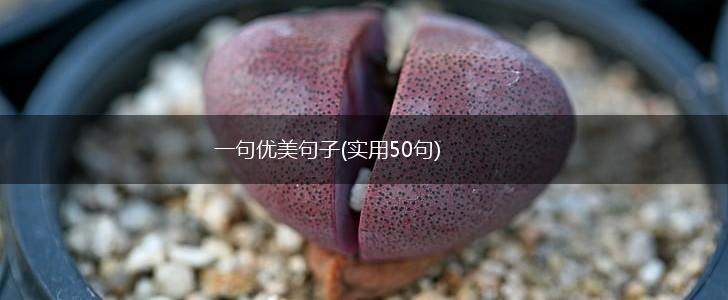 一句优美句子(实用50句),第1张