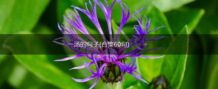 一汤的句子(合集60句),第1张