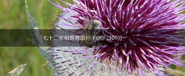 七十二家租客粤语句子(热门30句),第1张