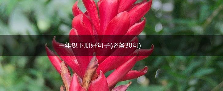 三年级下册好句子(必备30句),第1张