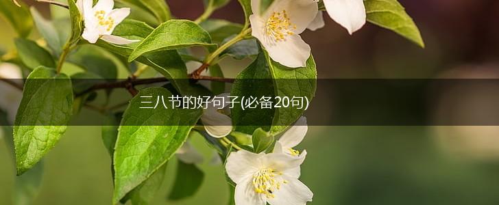 三八节的好句子(必备20句),第1张