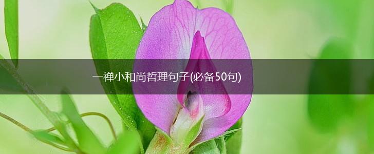 一禅小和尚哲理句子(必备50句),第1张