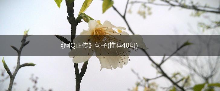 《阿Q正传》句子(推荐40句),第1张