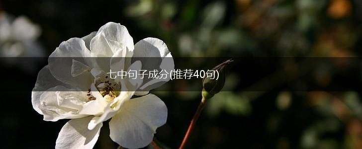 七中句子成分(推荐40句),第1张