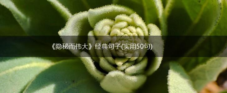 《隐秘而伟大》经典句子(实用50句),第1张