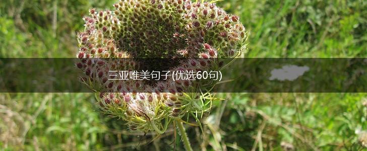 三亚唯美句子(优选60句),第1张