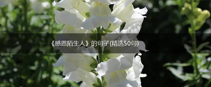 《感恩陌生人》的句子(精选50句),第1张