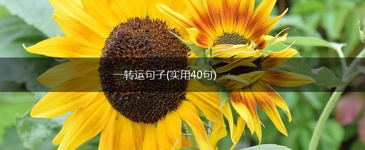 一转运句子(实用40句),第1张