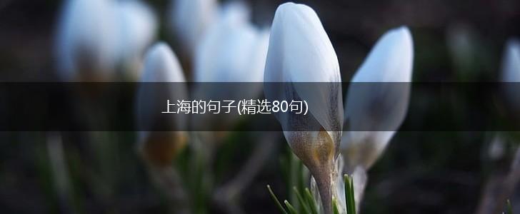 上海的句子(精选80句),第1张