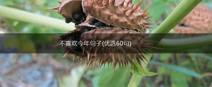 不喜欢今年句子(优选60句),第1张