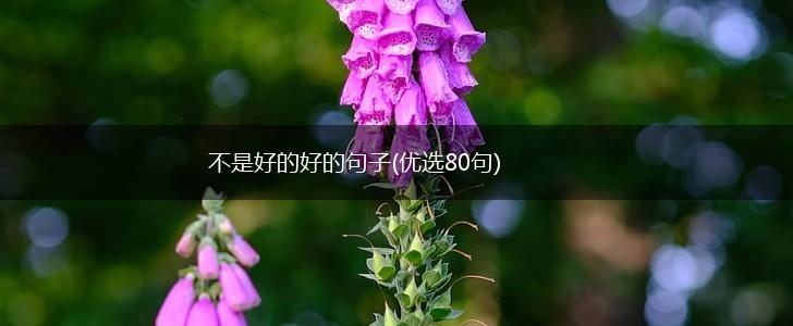 不是好的好的句子(优选80句),第1张