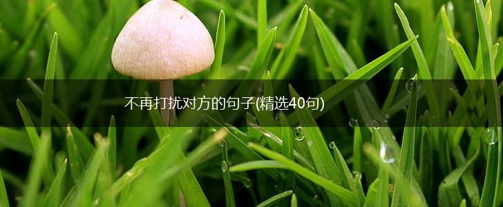 不再打扰对方的句子(精选40句),第1张