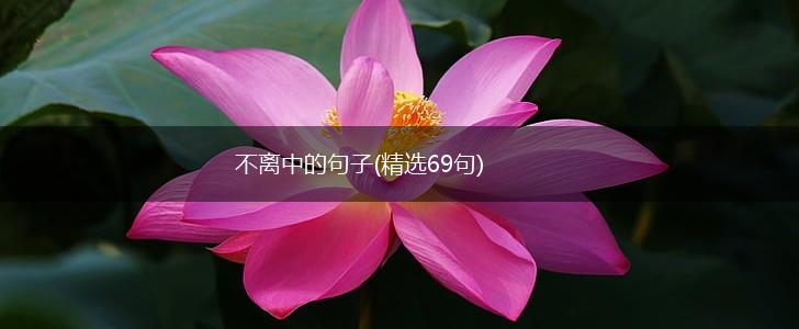 不离中的句子(精选69句),第1张