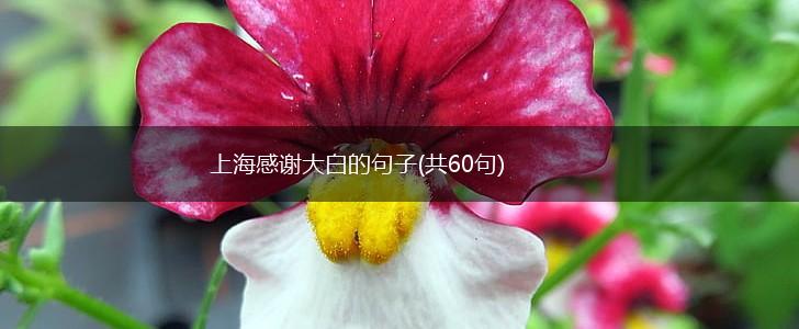 上海感谢大白的句子(共60句),第1张