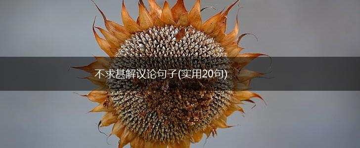 不求甚解议论句子(实用20句),第1张