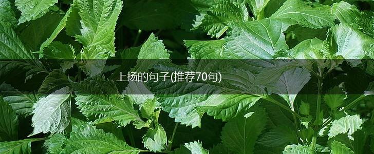 上扬的句子(推荐70句),第1张
