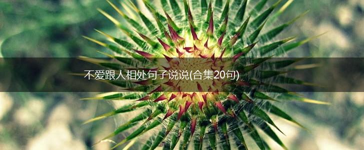 不爱跟人相处句子说说(合集20句),第1张