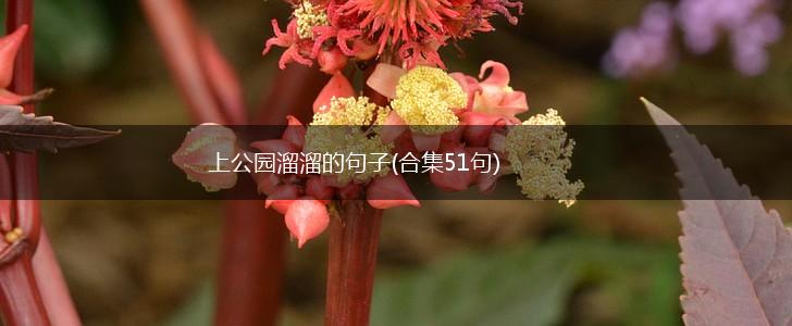 上公园溜溜的句子(合集51句),第1张