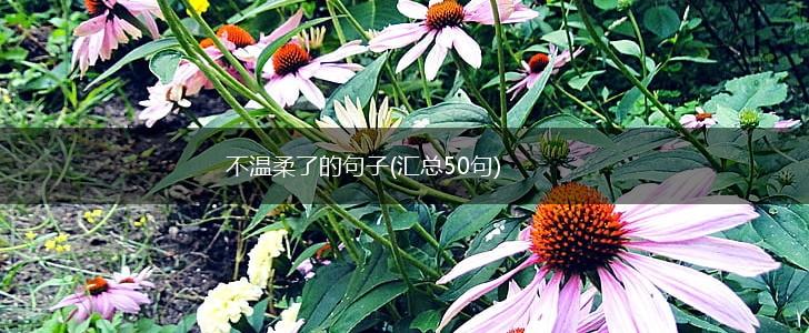 不温柔了的句子(汇总50句),第1张