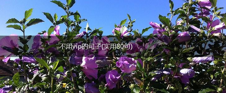 不用vip的句子(实用80句),第1张