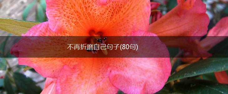 不再折磨自己句子(80句),第1张
