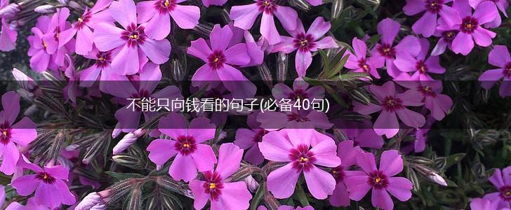 不能只向钱看的句子(必备40句),第1张