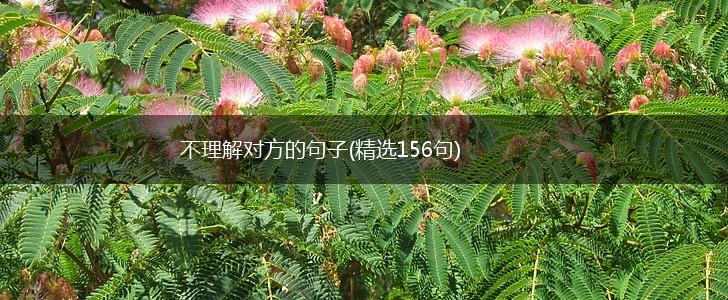 不理解对方的句子(精选156句),第1张
