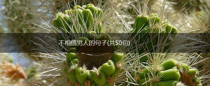 不相信男人的句子(共50句),第1张