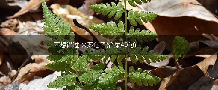不想错过 文案句子(合集40句),第1张