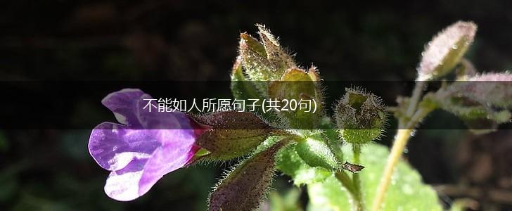 不能如人所愿句子(共20句),第1张