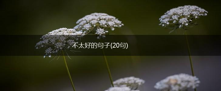不太好的句子(20句),第1张