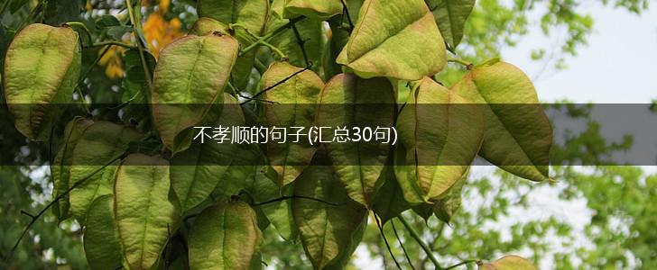 不孝顺的句子(汇总30句),第1张