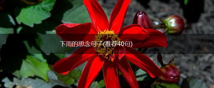 下雨的思念句子(推荐40句),第1张