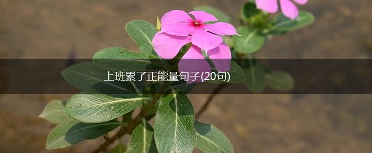 上班累了正能量句子(20句),第1张
