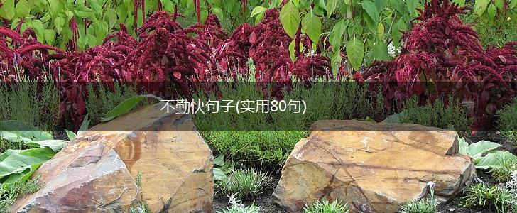 不勤快句子(实用80句),第1张