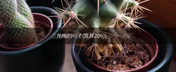 三角梅的句子(推荐20句),第1张