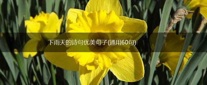 下雨天的诗句优美句子(通用60句),第1张