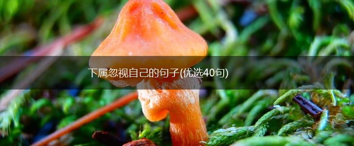 下属忽视自己的句子(优选40句),第1张