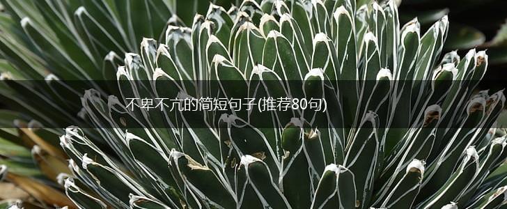 不卑不亢的简短句子(推荐80句),第1张