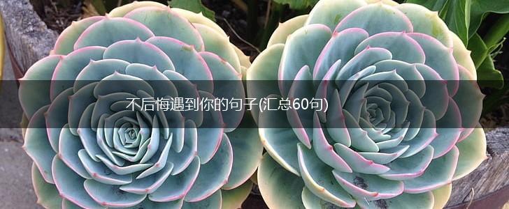 不后悔遇到你的句子(汇总60句),第1张