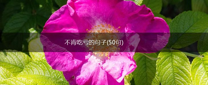 不肯吃亏的句子(50句),第1张